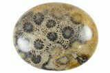 Fossil Coral Pocket Stones From Indonesia - 1.8" Size - Photo 2